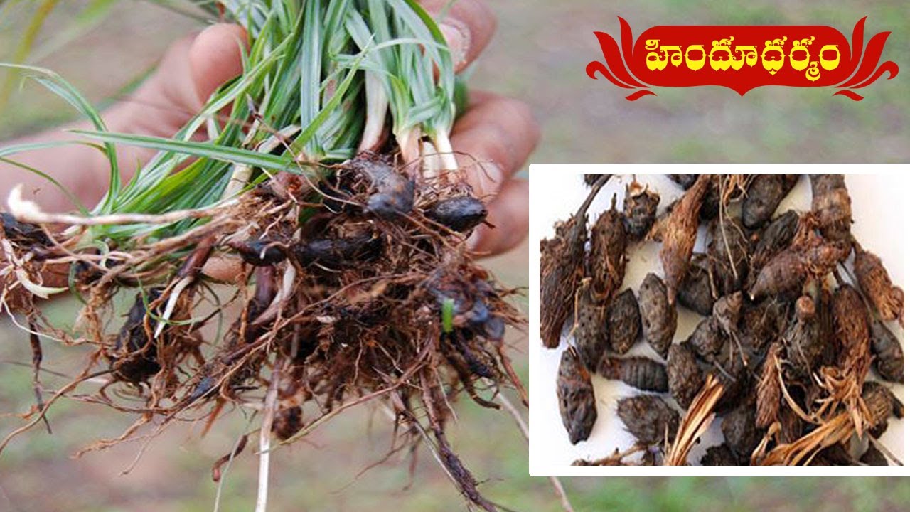 Medicinal Uses of Musta | Veda Vaidhyam | Hindu Dharmam