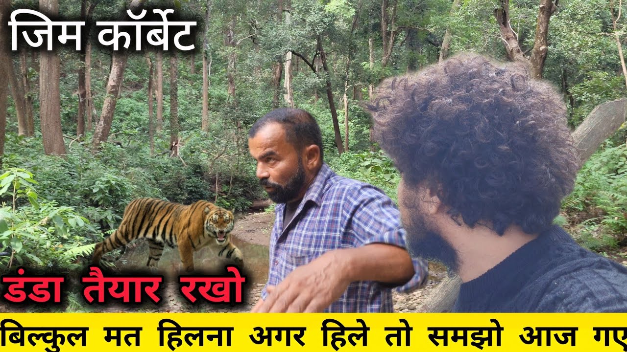 हिलना मत…भारी कदमों की दस्तक… सांसें थम गईं जंगल के बीच!” | Real Tiger Movement Jim Corbett #viral 