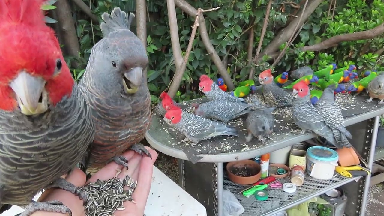 Gang-gang update 30 Sep 2025. 14 GGs for morning breakfast + GG breeding season officially starts.