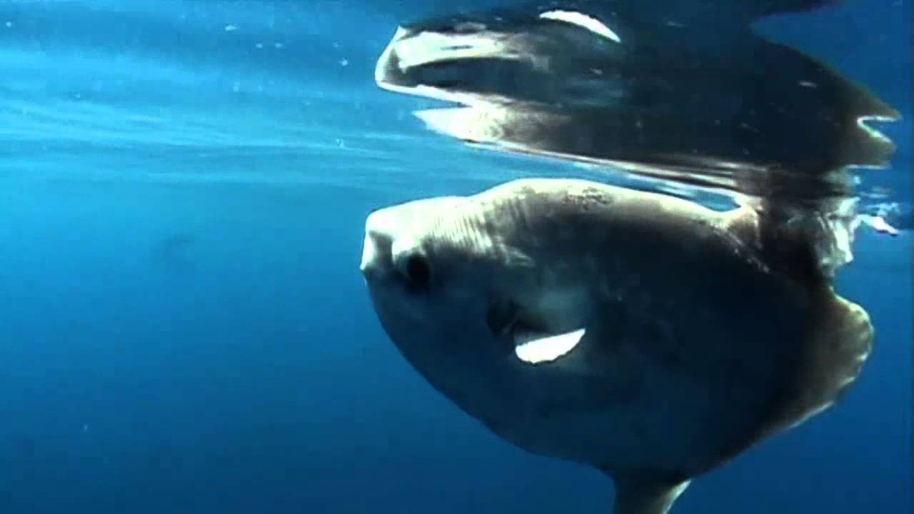 Video  Sunfish pez luna  luna, luna, luna... (pez luna sant feliu de gu&iacute;xols)