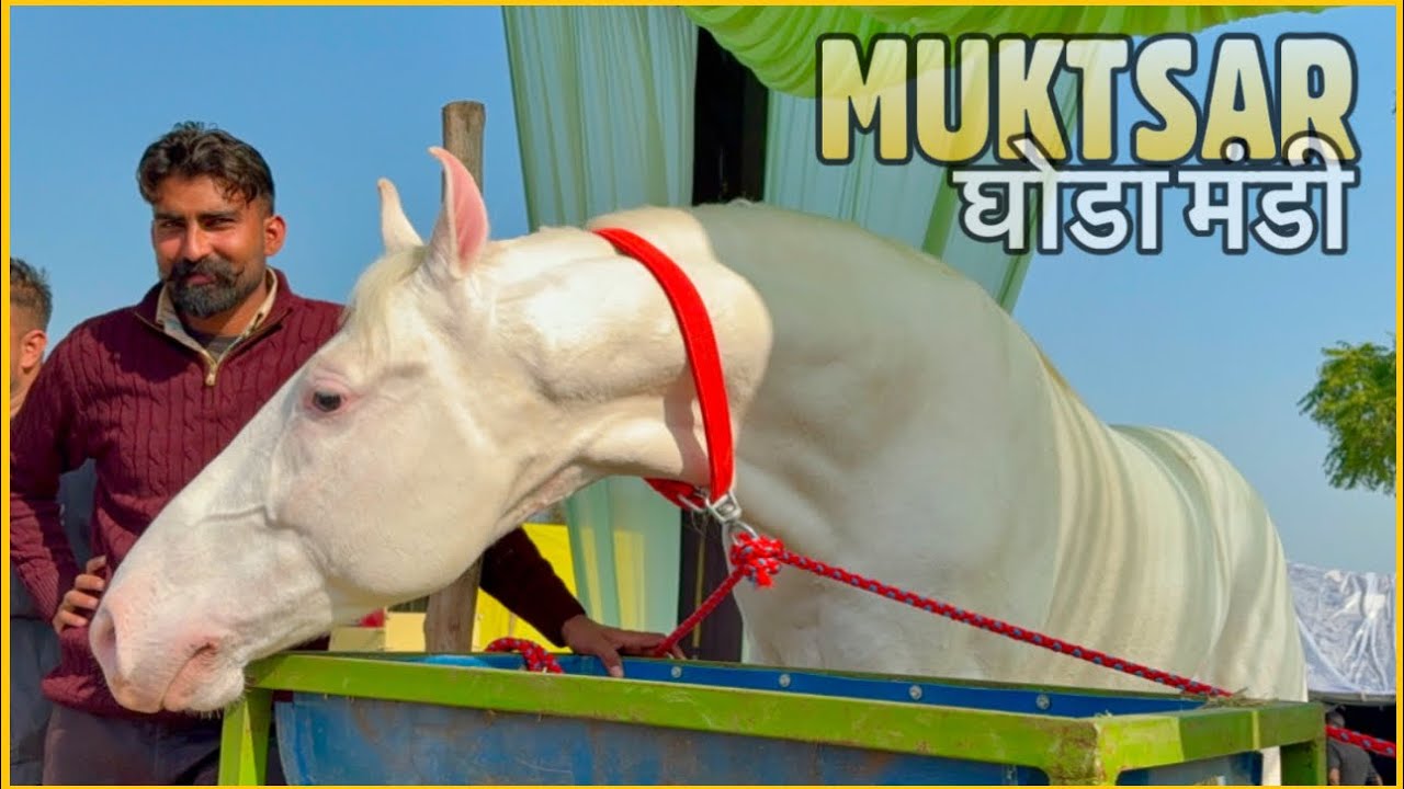 Muktsar Horse Fair 2025 | Maghi Mela Ghoda Mandi FSA Vlog