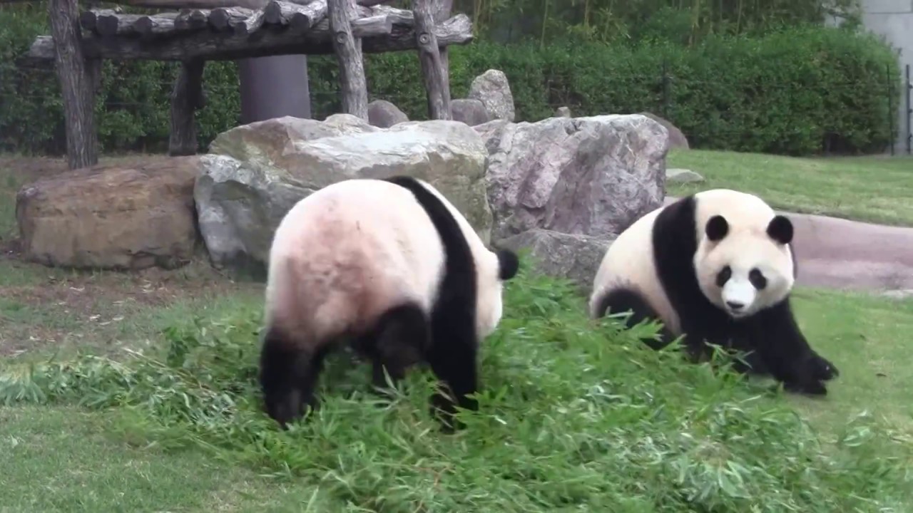 #1-24 Sep 2017 Ouhin and Touhin at Adventure world, Japan