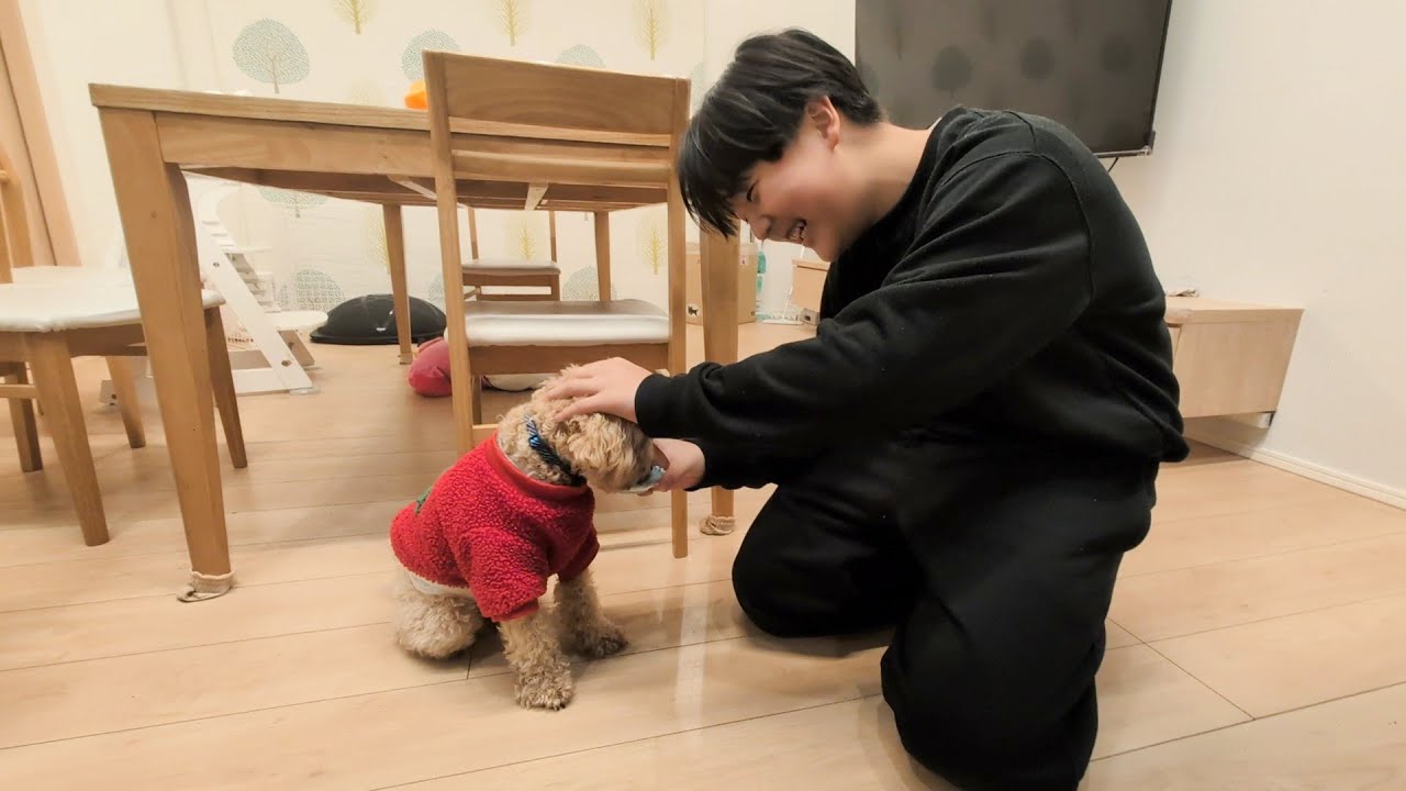 お座り習得したぶーちゃん、ママの時だけ拒否キャンペーン開催中　#2262