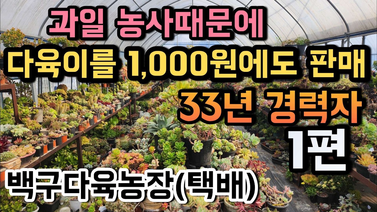 (이 번호로 주문)010-6854-1206 봄 맞이 다육정리! 🌱 다육이 1000원 판매까지… 과일농사 준비로 파격 정리 ㅣ #백구다육농장 #다육이판매 #홍매화 #청법사철화 