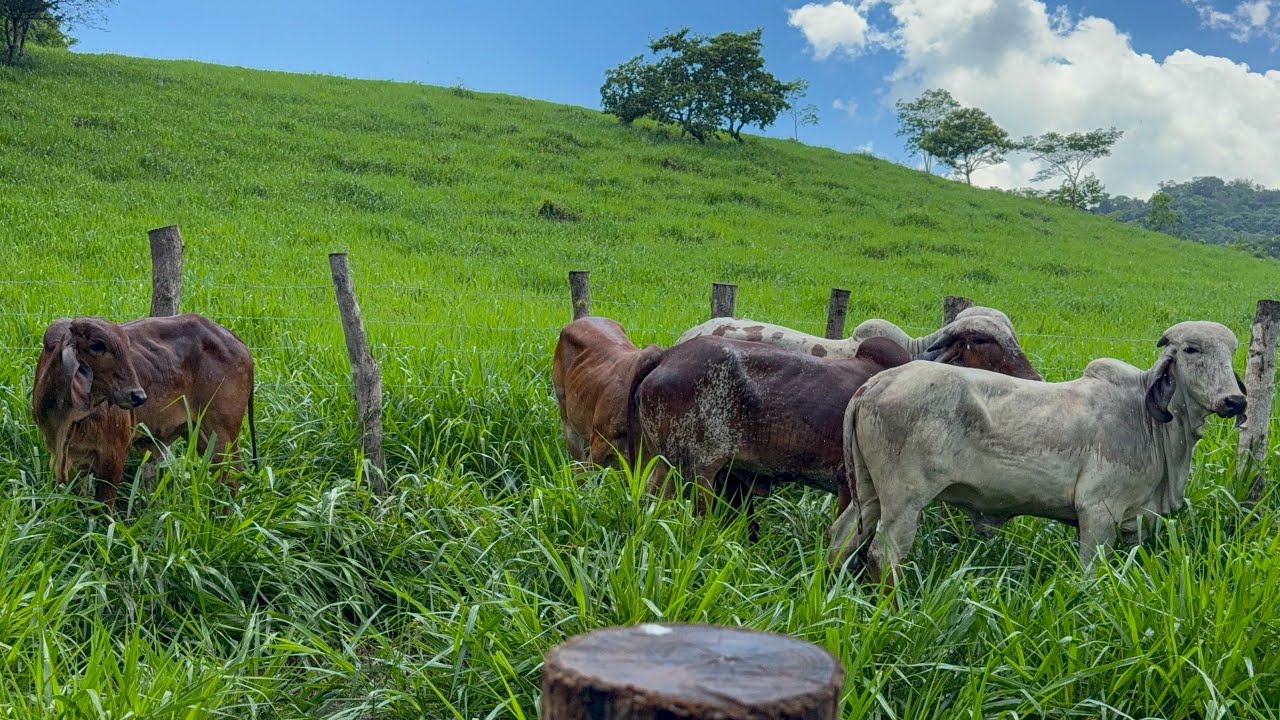 😱Así les quedó el fierro a las novillas gyr puras las llevamos a buen pasto 😍😱