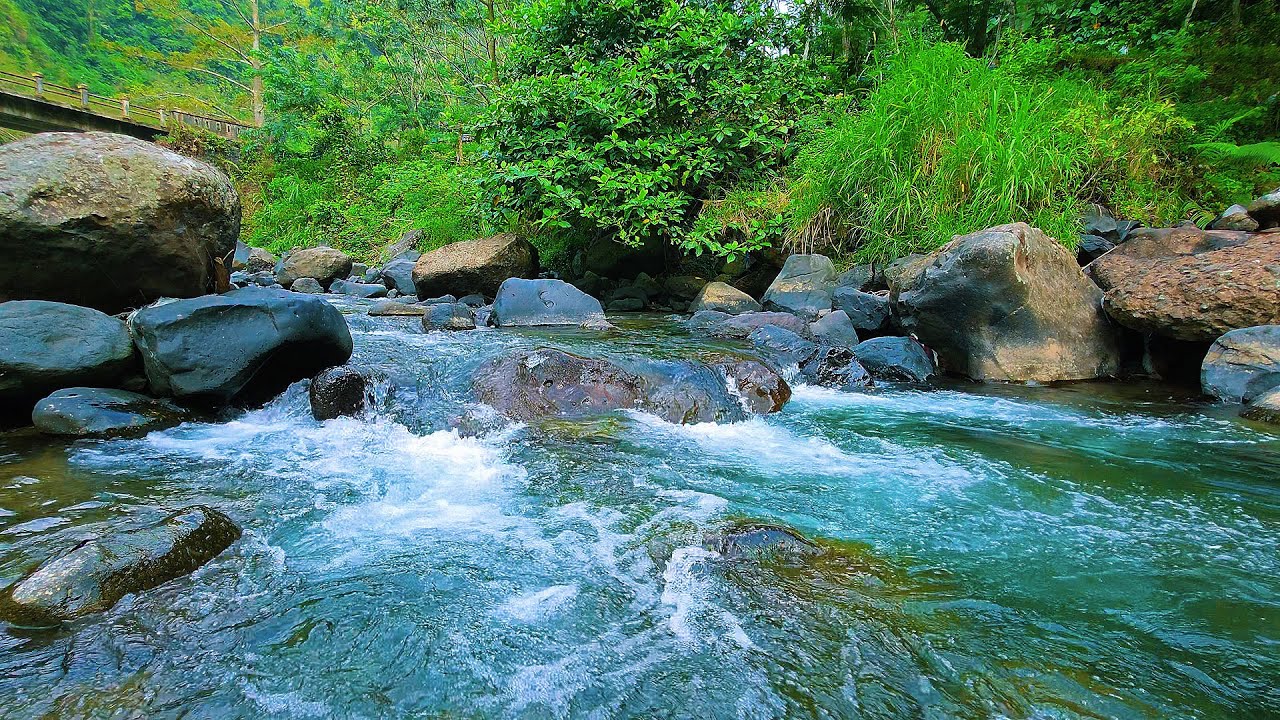 Healing Nature Ambience — Gentle Forest River & Singing Birds for Sleep, Relaxation & Peace