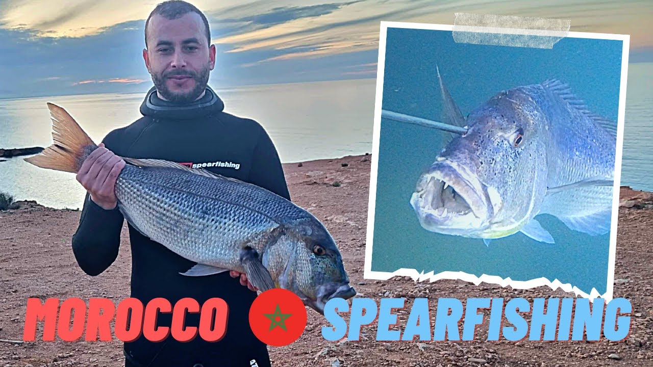 🔱SPEARFISHING MOROCCO الغوص الحر🐟 صيد الاسماك بتقنية الترصد🔱