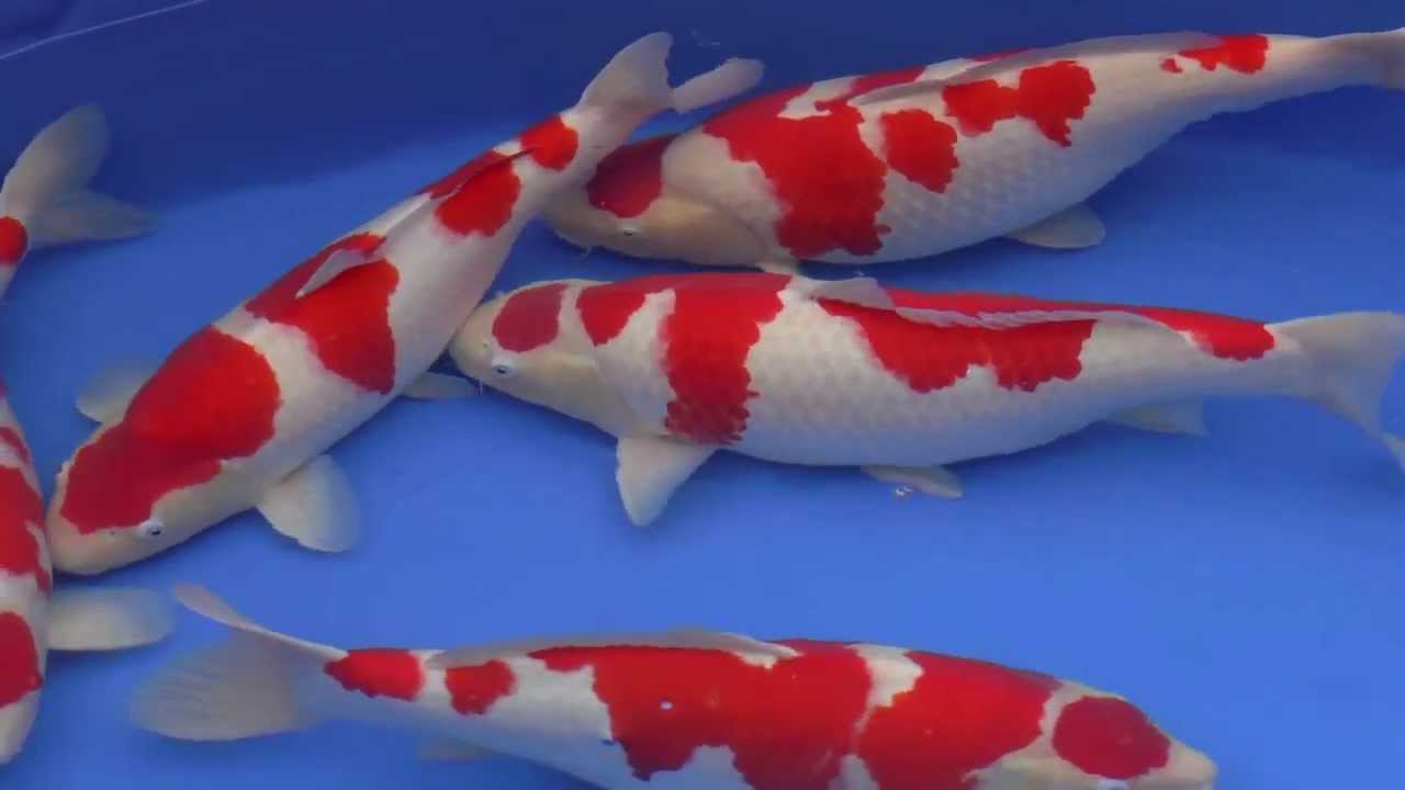 60th Nagaoka Koi Show 2013 - Pools 36 to 42