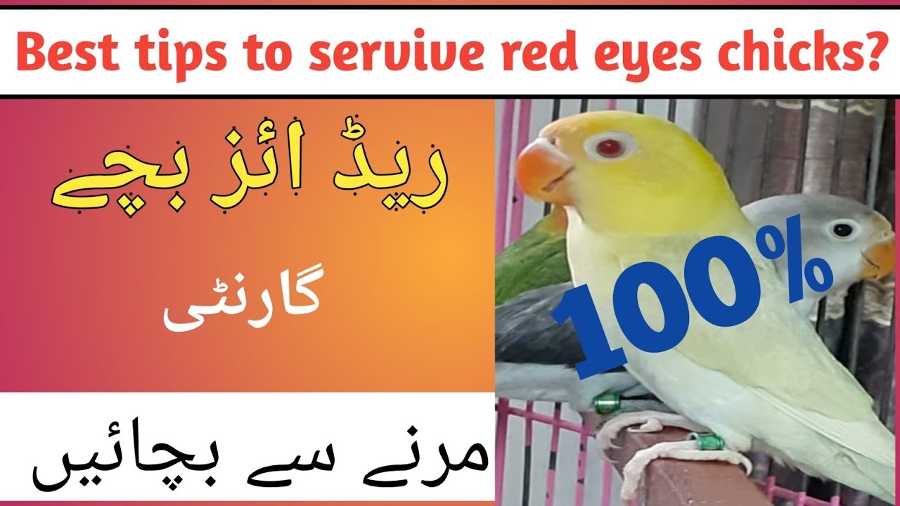 How to Survive red eyes birds chicks?[Love birds k red eyes chicks ku mar jaty ha? urdu hindi