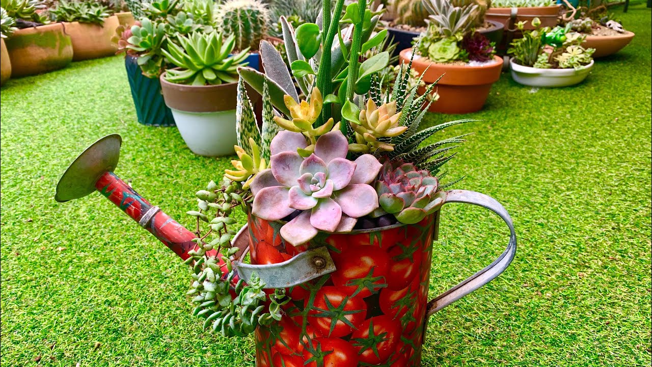 Succulent Arrangement in Watering Can