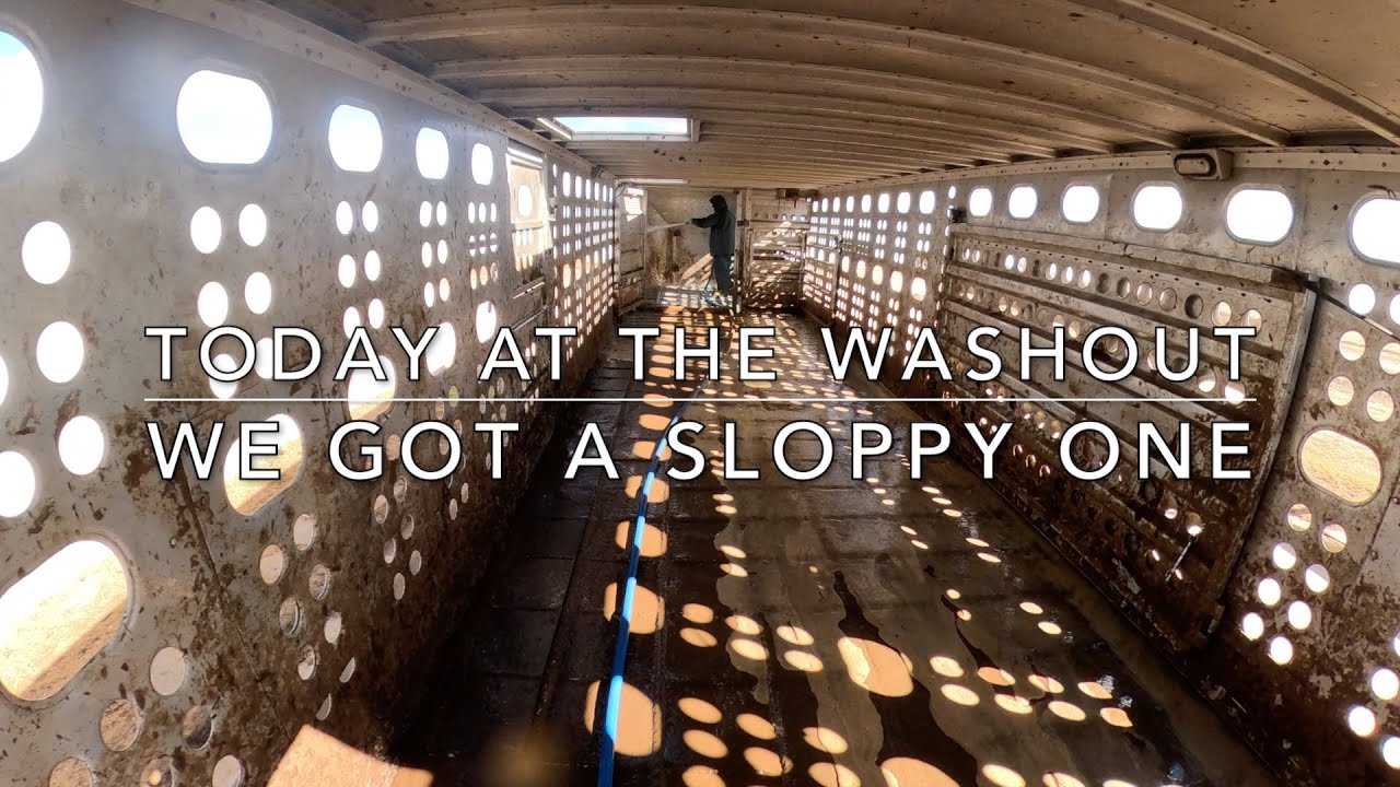 We got a sloppy one! (Cattle Washout ASMR Ep. 19)