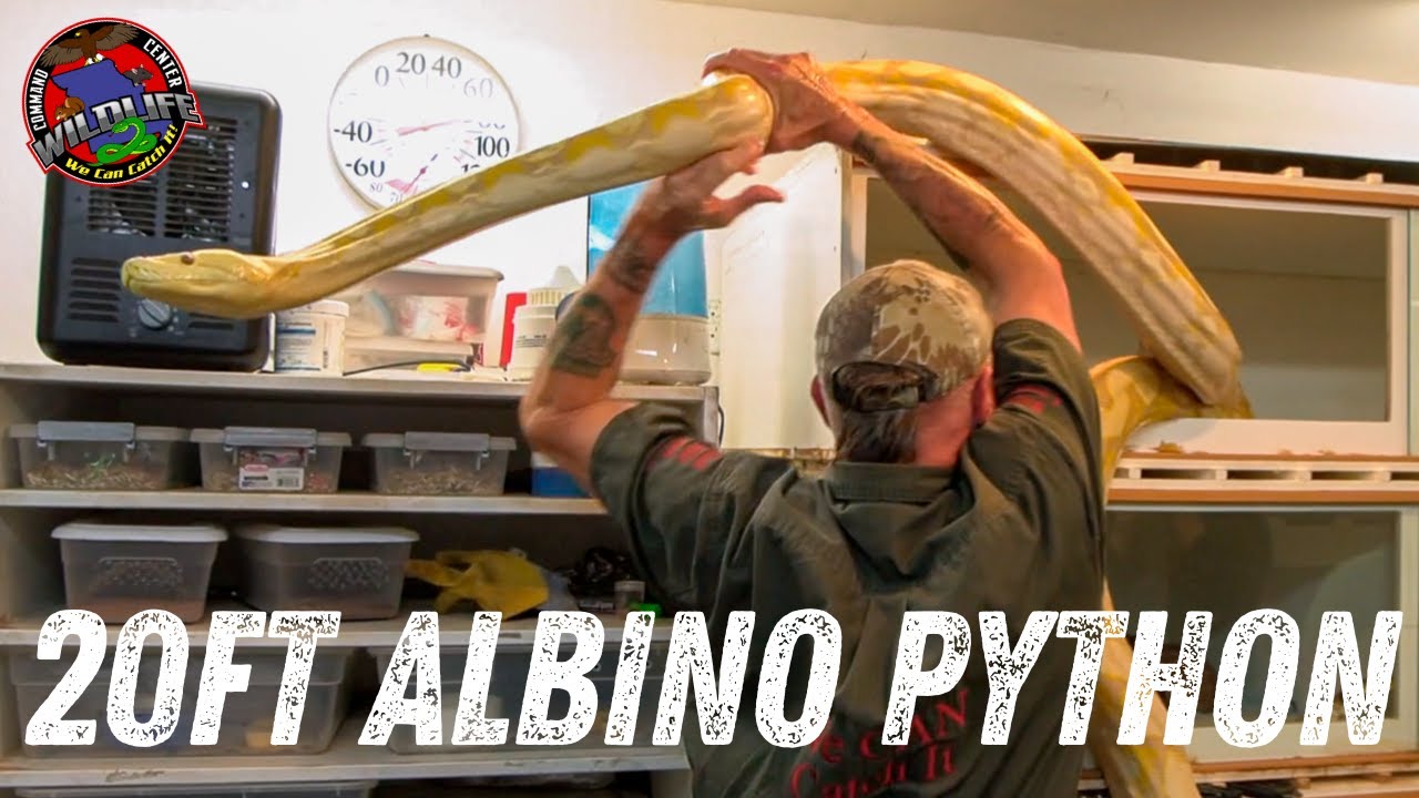 Fearless Bath Time For Your Snake | Top Care Tips From Wildlife Command Center #animals #wildlife