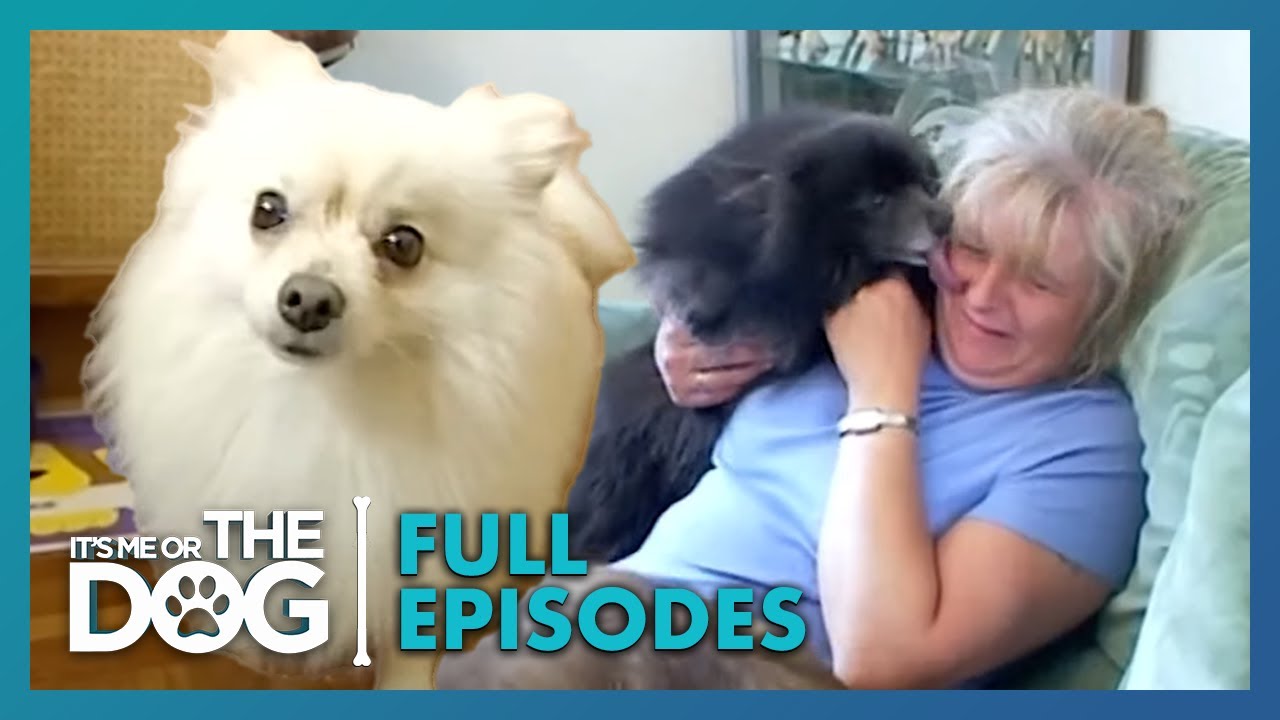 These Six Dogs Are Running the Household! | Season 1 Episode 2 | It's Me or the Dog UK