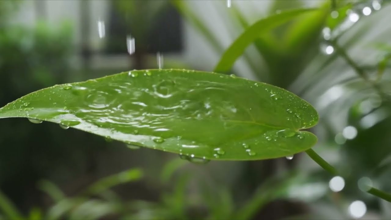 rain drops falling on leaf | peace | 1hr | Meditation | Sleep