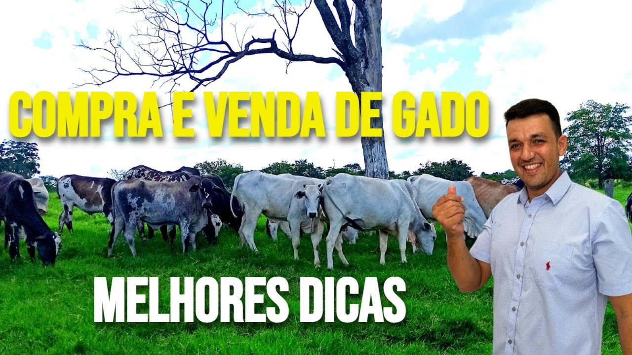 COMPRA E VENDA DE GADO, 6 MELHORES DICAS E O SEGREDO DO SUCESSO