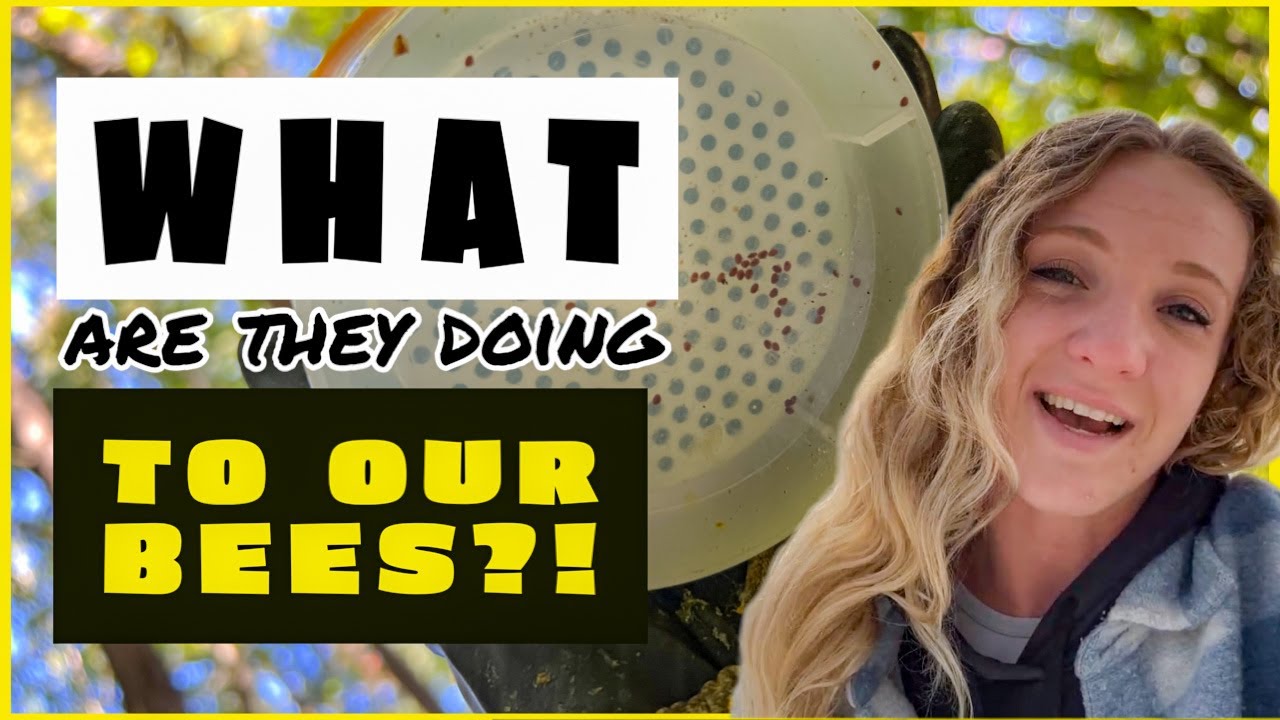 What Mite Treatments Are REALLY Doing To YOUR Bees / Beekeeping 101 #beekeeping