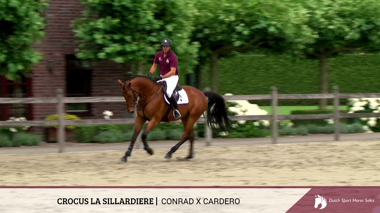 11 - Crocus la Sillardiere (Conrad x Cardero)