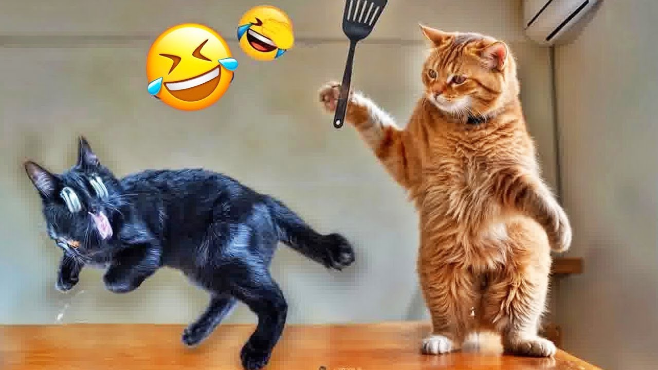 Засмеялся – проиграл 🤣 Самые смешные видео про кошек и собак 😹🐶