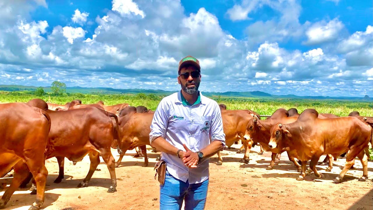 FABRÍCIO FOI VER OS TOURINHOS SINDI DO JOHN | FIQUEI DE CARA COM A GENÉTICA | BÃO E BARATO 🐂