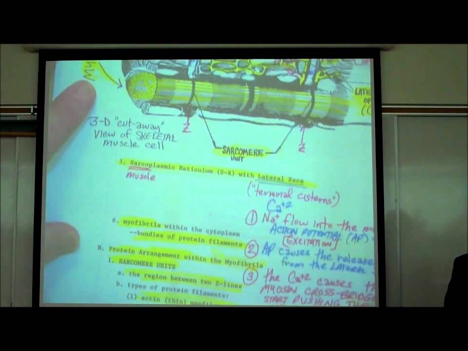 ANATOMY; SKELETAL MUSCLE HISTOLOGY by Professor Fink