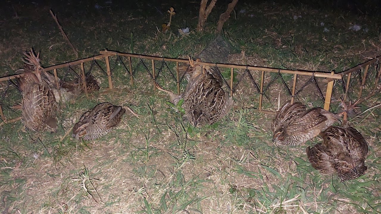 Catching Jungle bush quail in simple way with its sound PART-1 | బురుకాల షికారి #birds #quail
