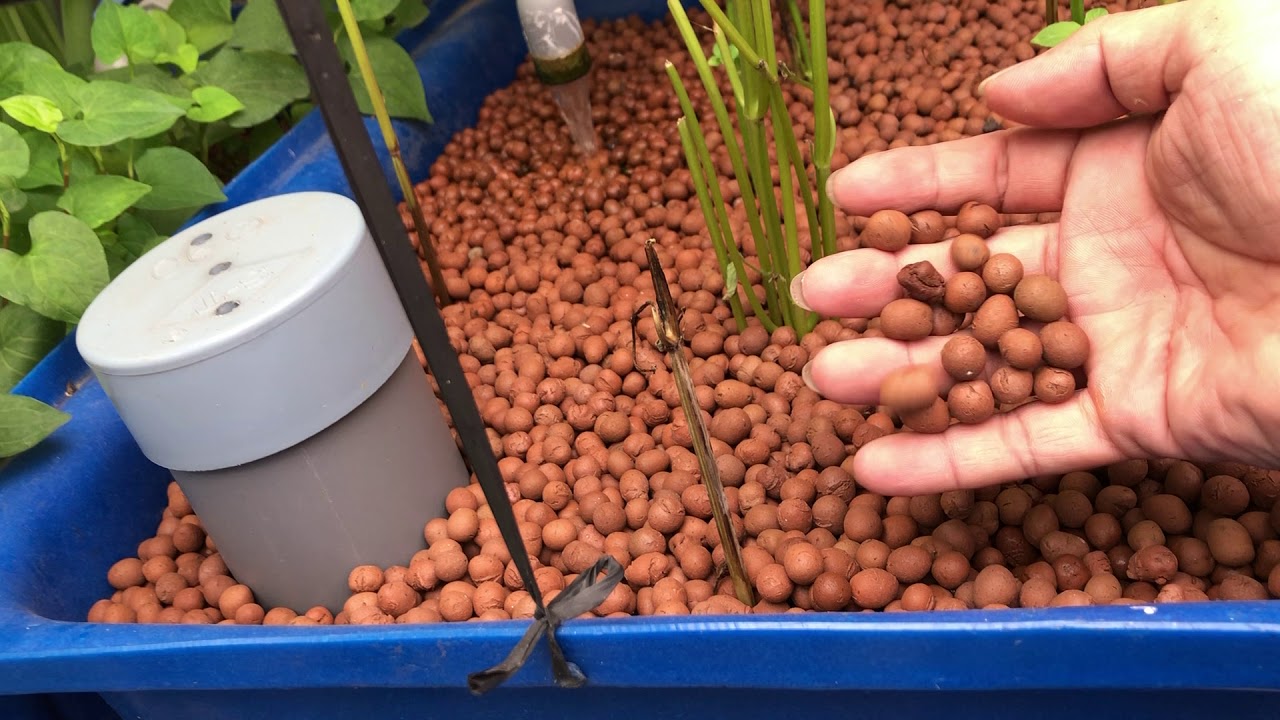 cánh tự làm hệ akuaponic đơn giãn tại nhà không cần dùng siphon