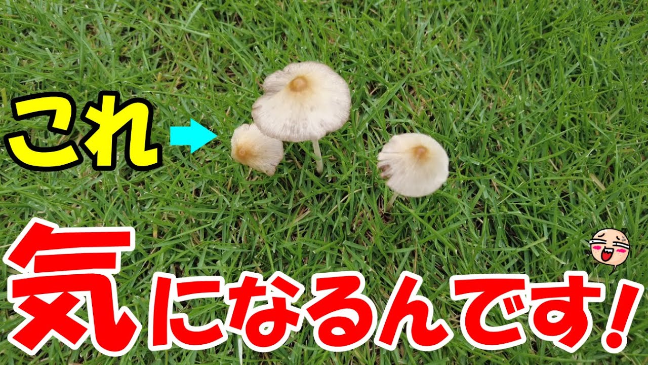 【芝生のキノコ】アクアミックスで“(粉末)殺菌剤”を散布できるのか試してみた😊！[2025 #04]