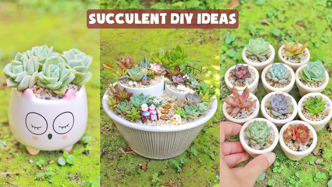 6 Succulent DIY Ideas| 6 Ý tưởng trang trí sen đá tuyệt đẹp| 多肉植物| 다육이들 | Suculentas