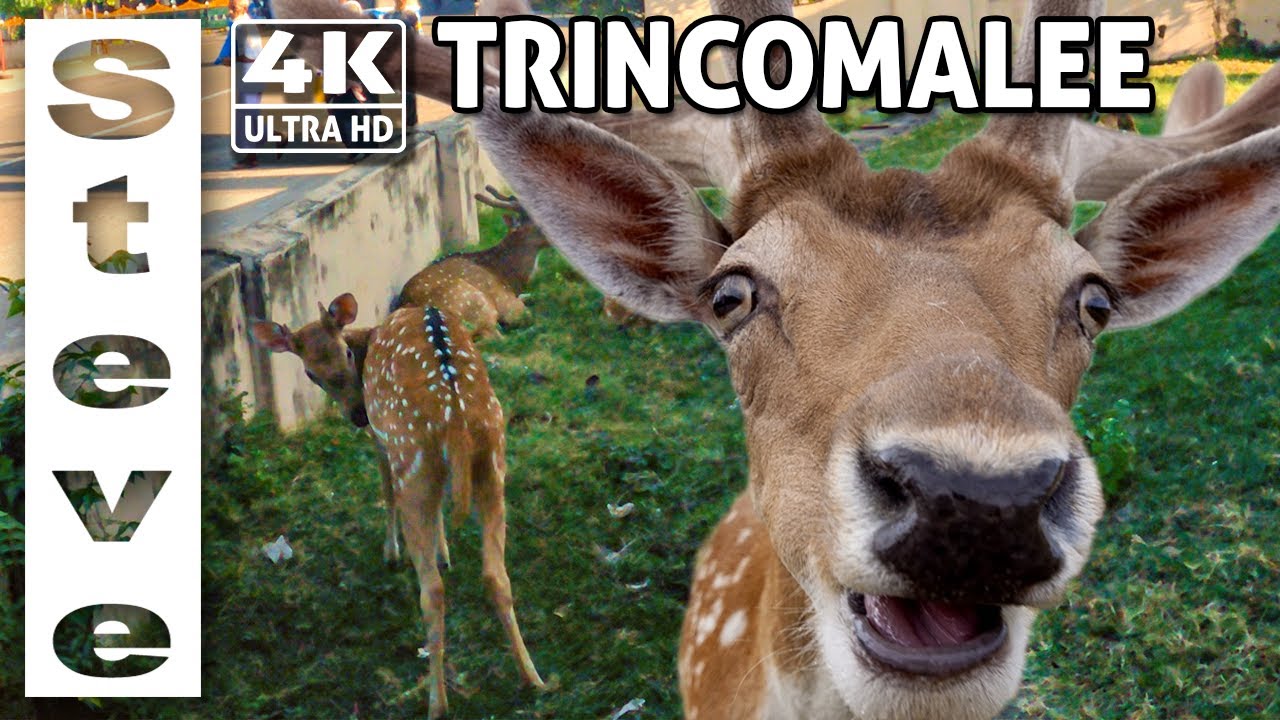 TRINCOMALEE - 4K Walking Tour -  Deer on the Streets - Sri Lanka