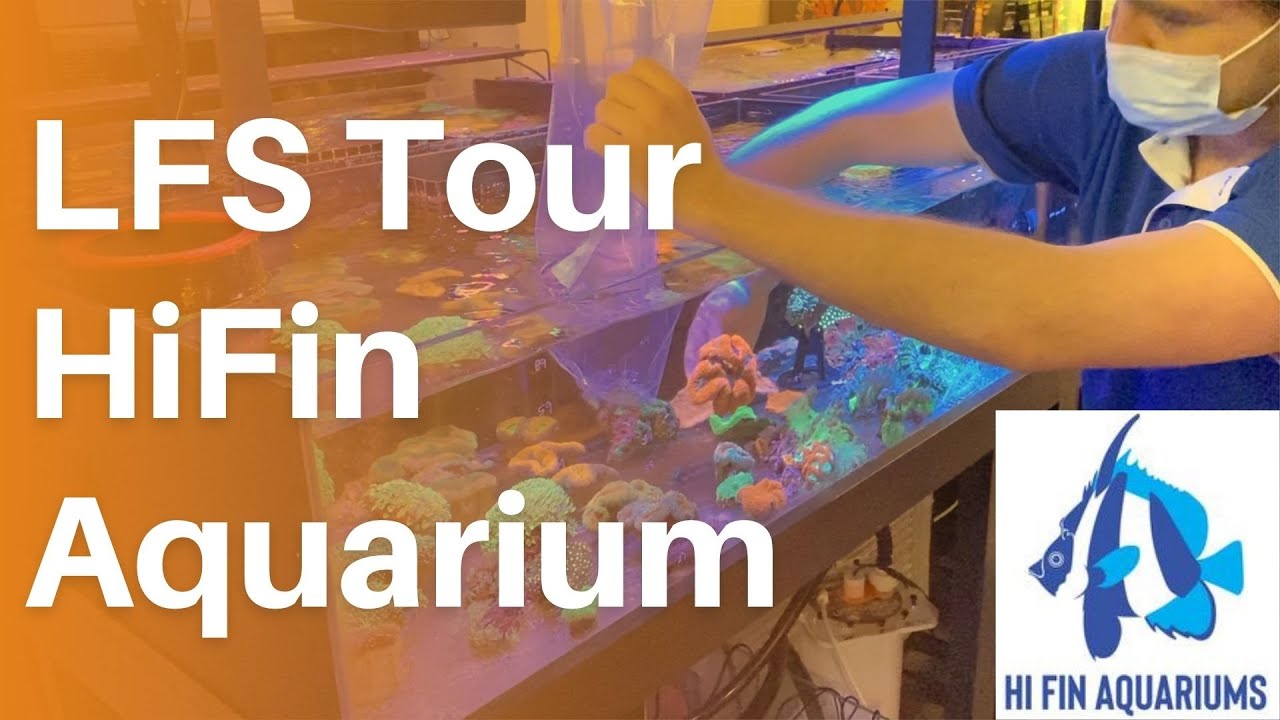 LFS Tour - Hi Fin Aquariums Australia