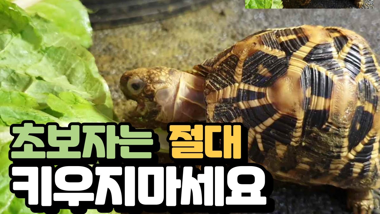 별거북! 과연 초보자가 키우기 쉬울까?..