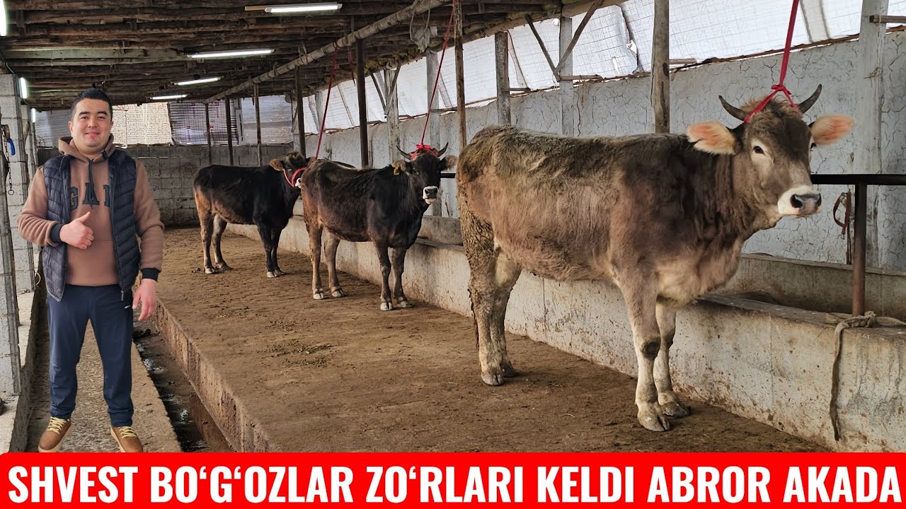 VOOY DooD 😱 SHVEST YETUK BO‘G‘OZLAR ABROR AKADA YANGI PARTIYA🔥