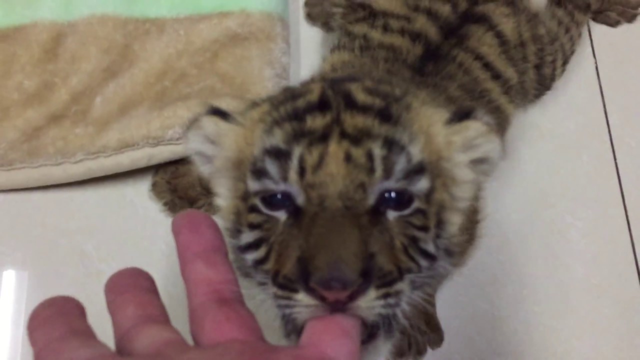 Tiger cub and kitten