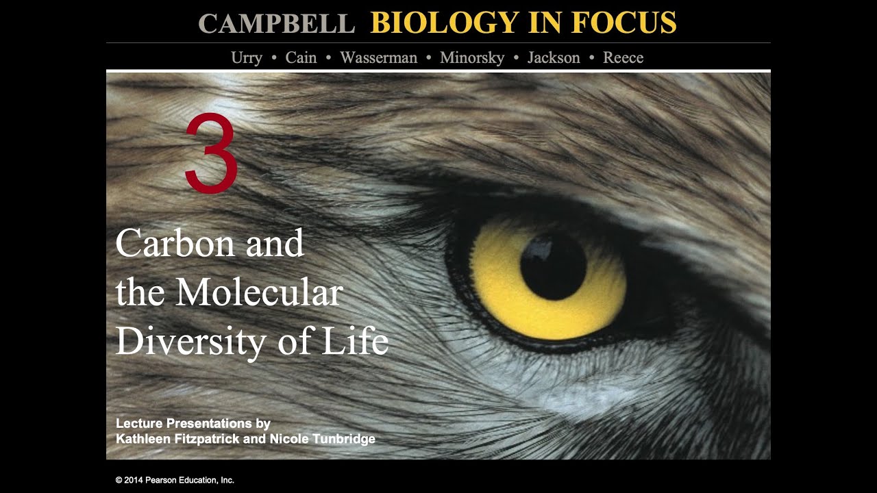 Biology in Focus Chapter 3: Carbon and the Molecular Diversity of Life