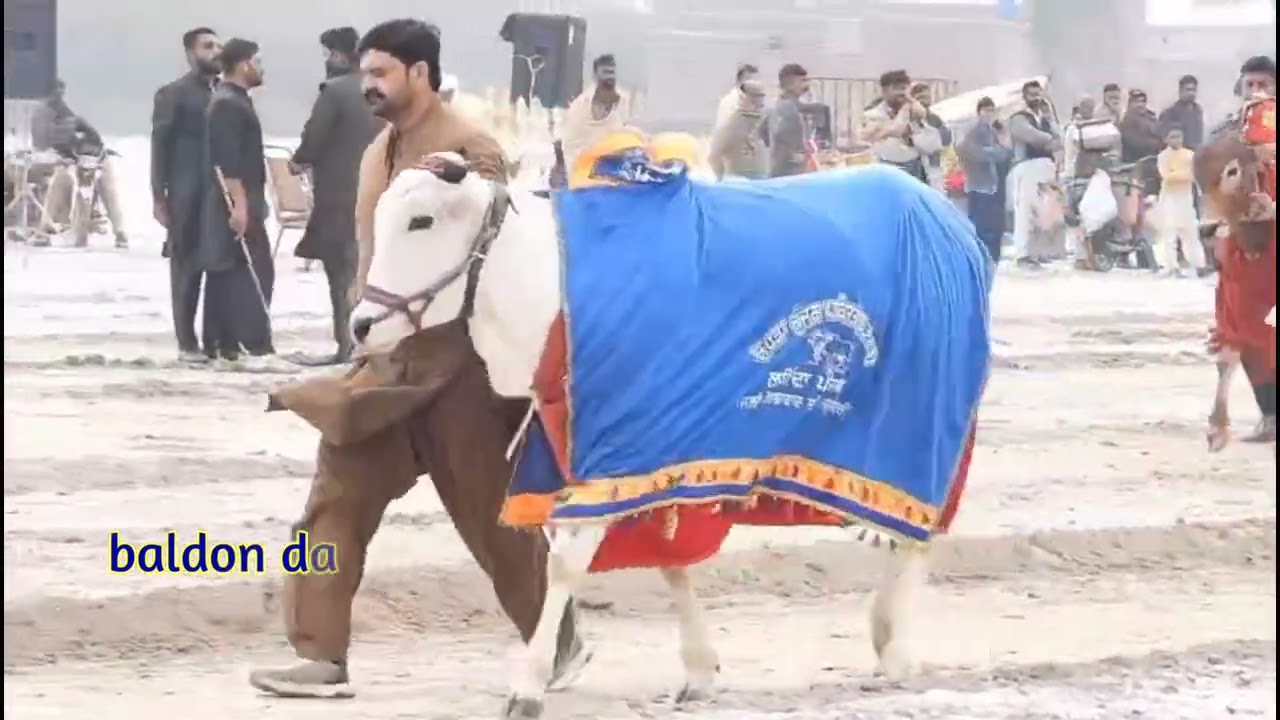 02 February 2026 3 Tehsil khera khera bailgadi race ground 83 thundain #baldondashokeenmehkama 