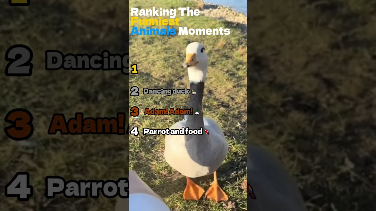 Ranking The Funniest Animal Moments 