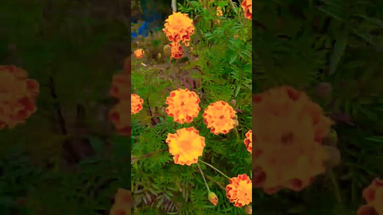 Marigold flowers 🏵️🌼 