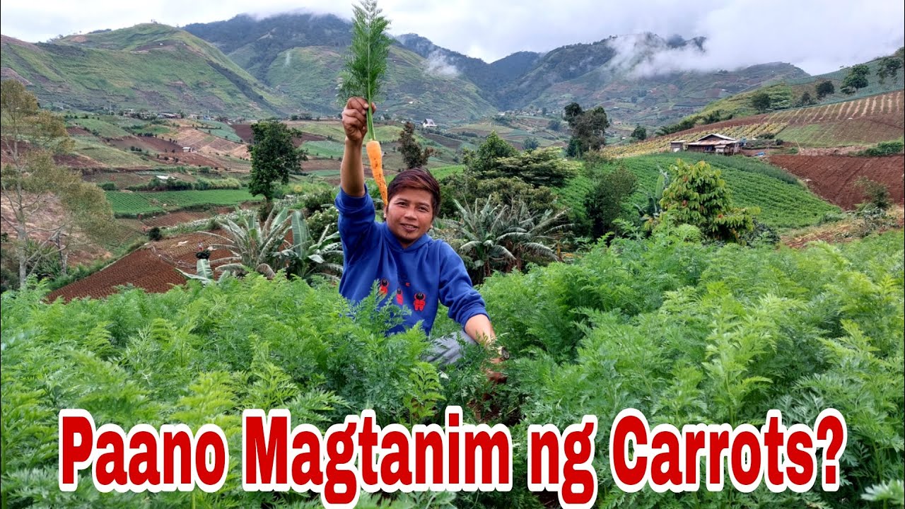 Carrots Farming -Tips and Technique