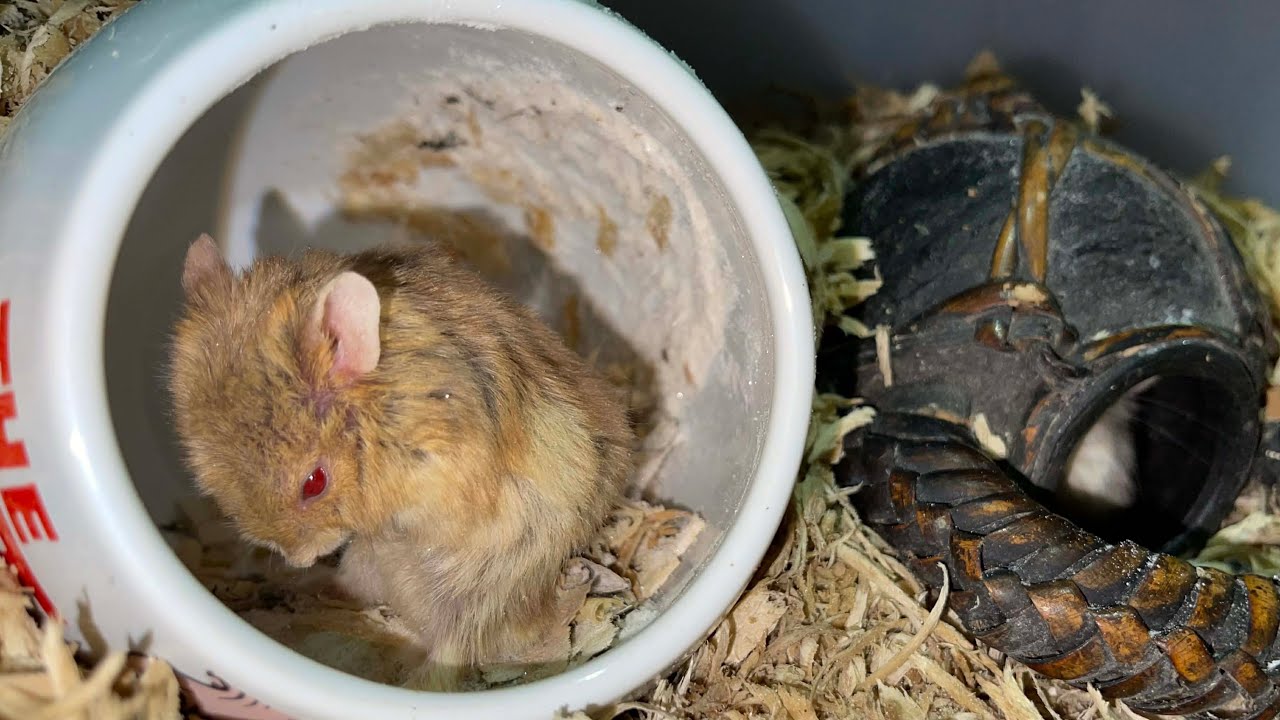 Hamster pet feeding time .