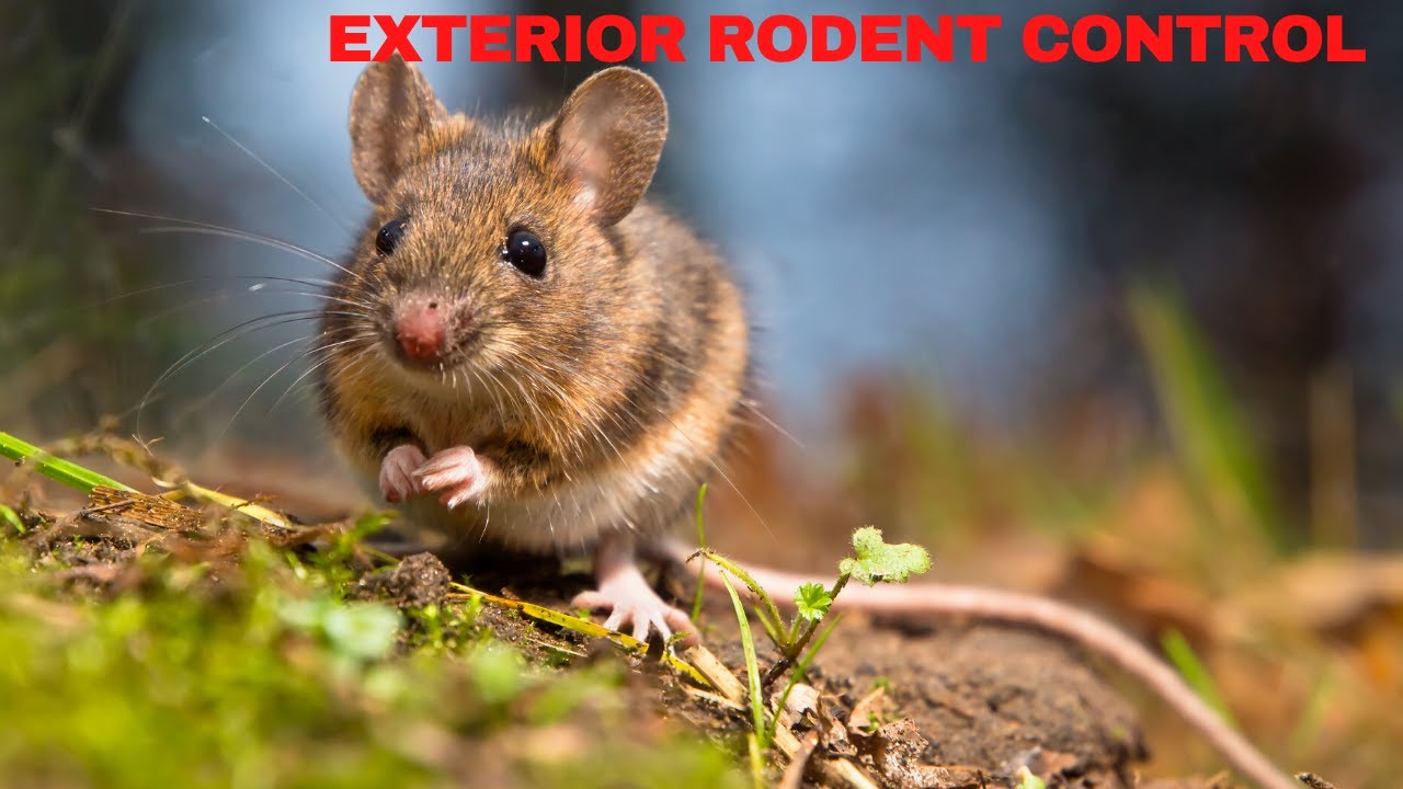 Exterior Rodent Control | BUGCO&reg; Pest Control - Houston Dallas San Antonio Texas