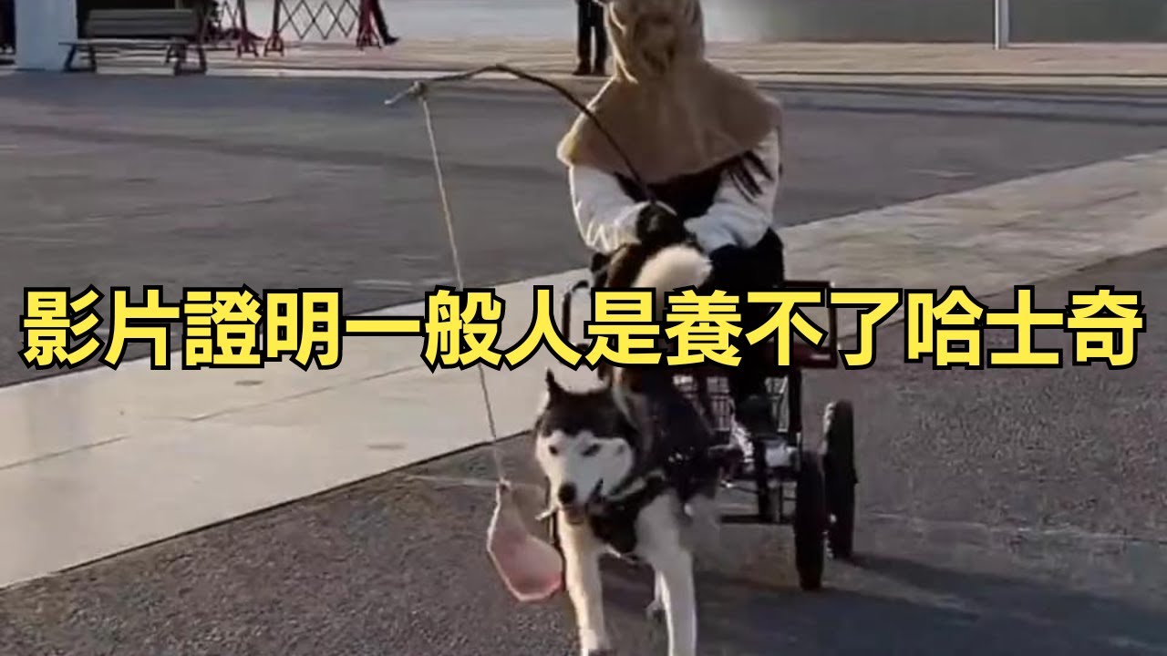 一般人真是養不了哈士奇，全程高能，一定要看到最後！#狗狗 #二哈 #寵物
