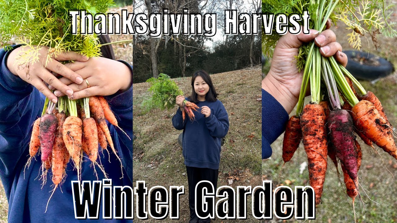 Harvested Carrot for Thanksgiving : Winter Garden 