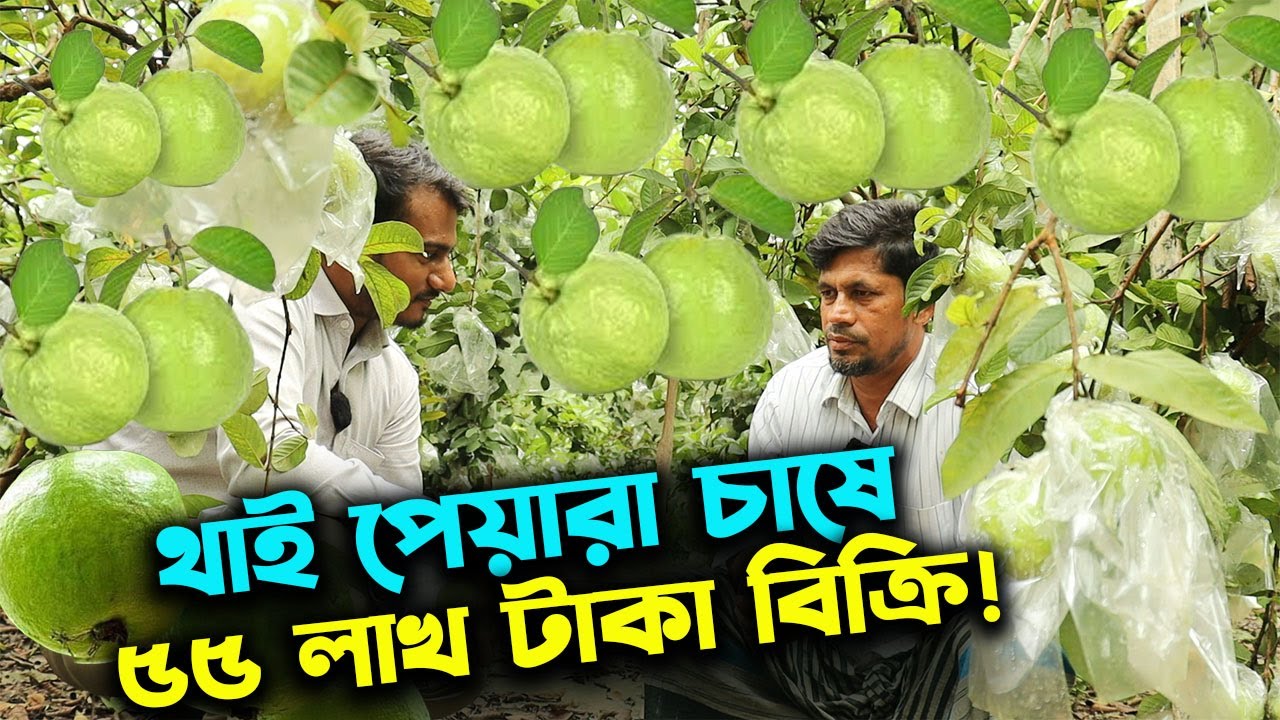 থাই পেয়ারা চাষে ৫৫ লাখ টাকা বিক্রি কৃষকের | উদ্যোক্তার খোঁজে