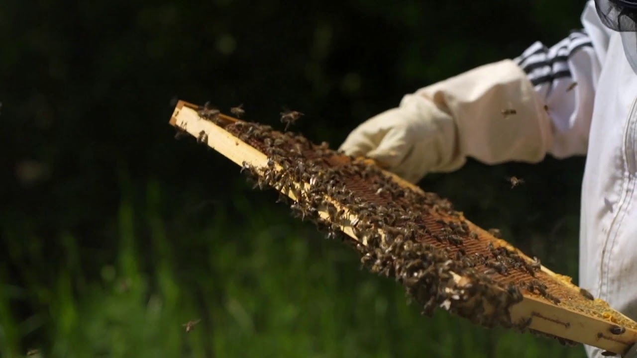 INCREIBLE video de abejas produciendo miel SIN COPYRIGHT