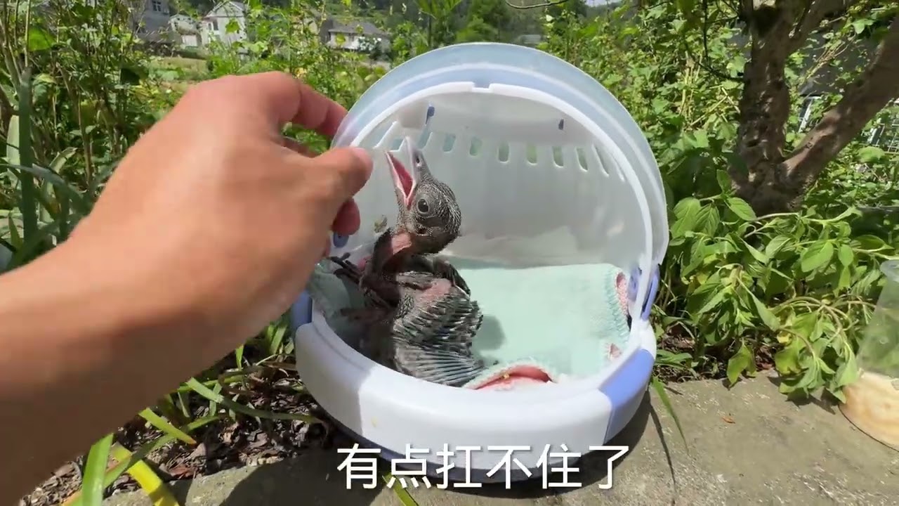 藍鵲寶寶被杜鵑擠出窩，摔在地上奄奄一息，小夥救回家餵食養大【蒙面鳥哥】