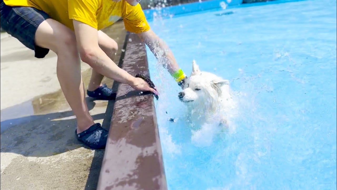 初めてのプールでトラウマ級の溺れ方をしてしまう犬【サモエド】