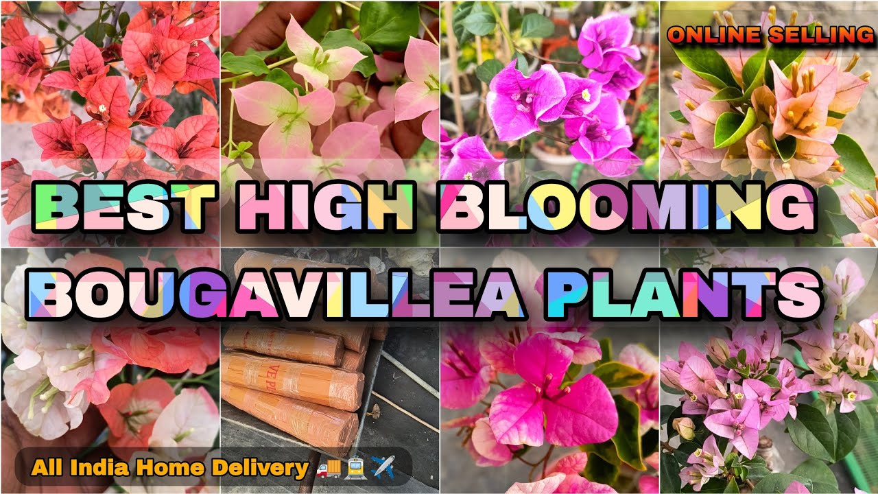 🔴BEST ONLINE NURSERY PLANTS IN INDIA 😍// ONLINE SELLING// ALL INDIA HOME DELIVERY 🚚