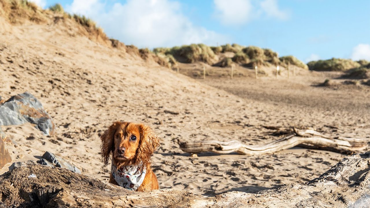 Our Week of Autumnal Dog Walks in Cornwall