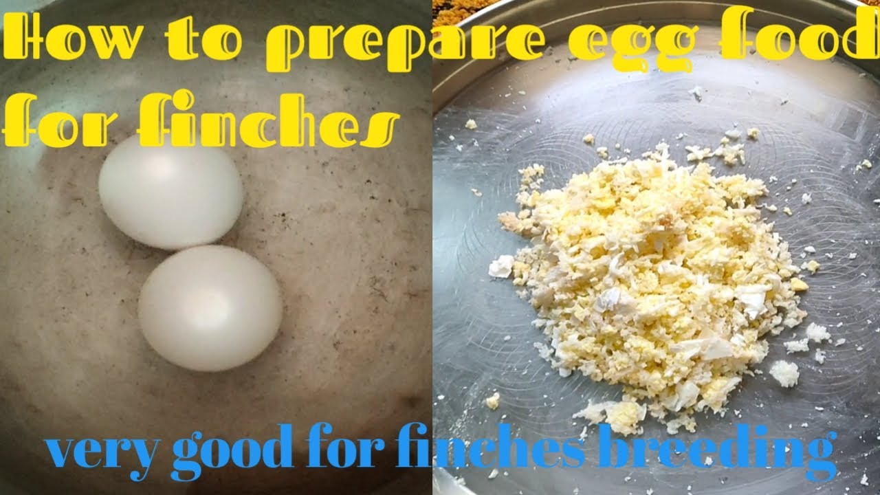 how to prepare egg food for finches in tamil
