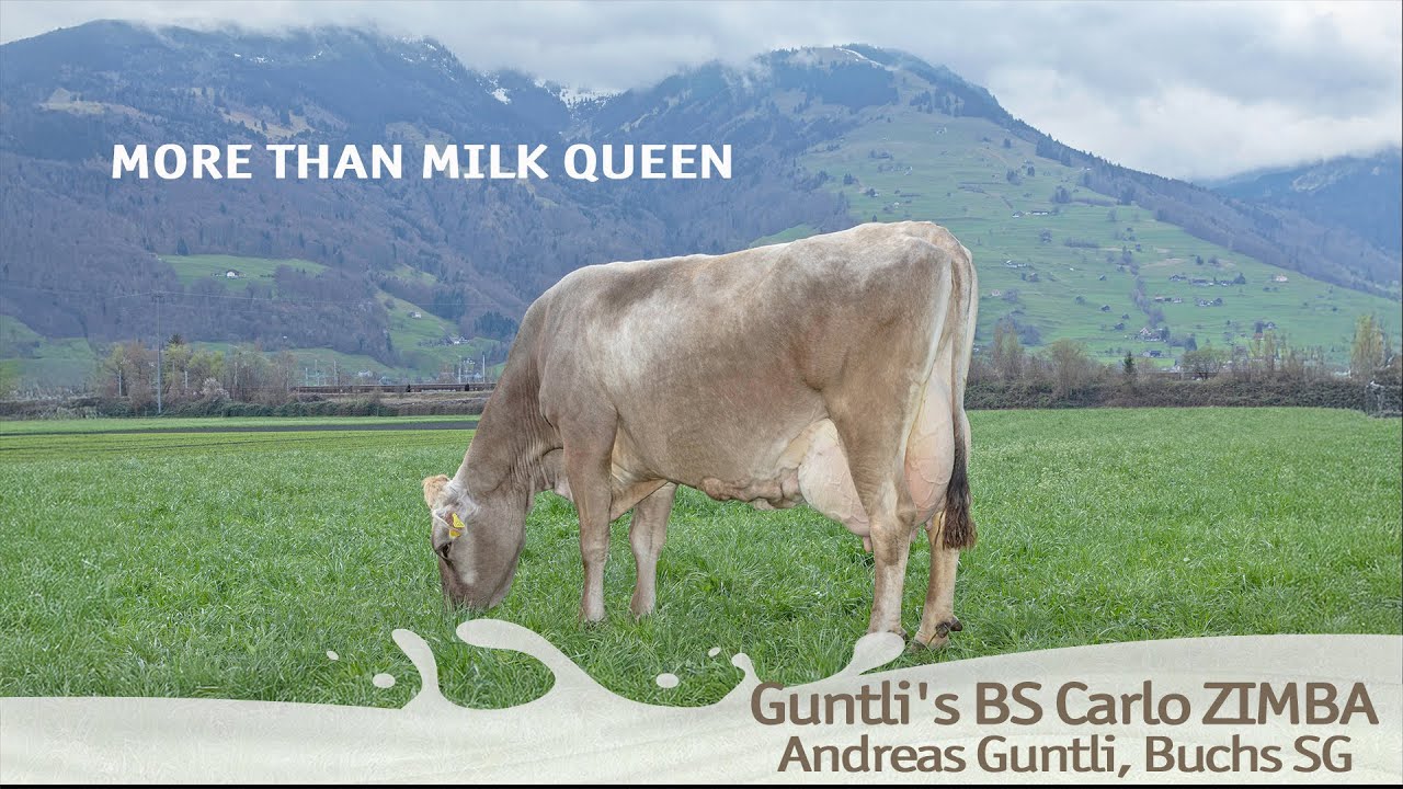 More Than Milk Queen - Carlo Zimba